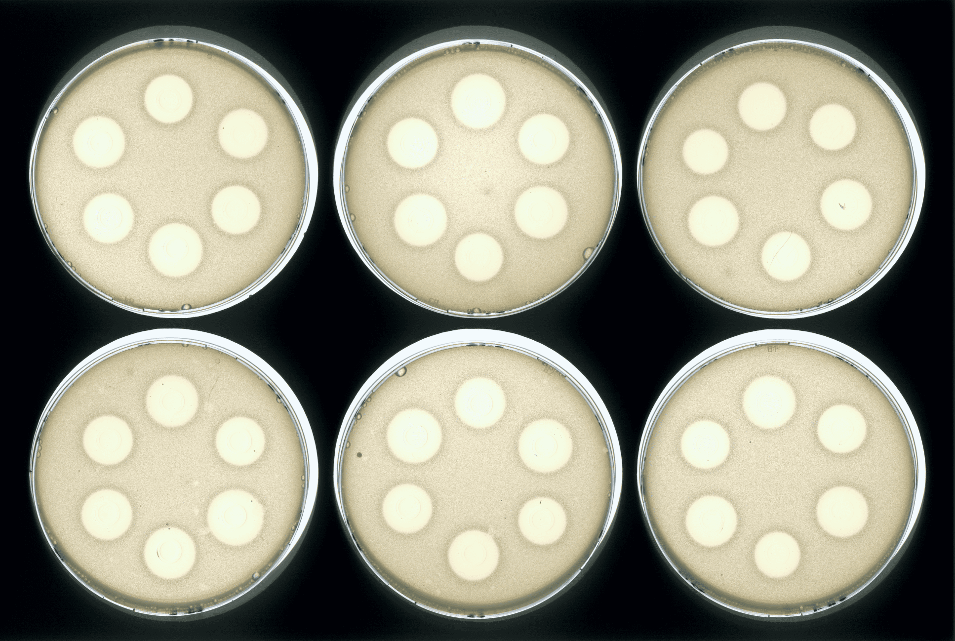 抗生素檢測案例分享2